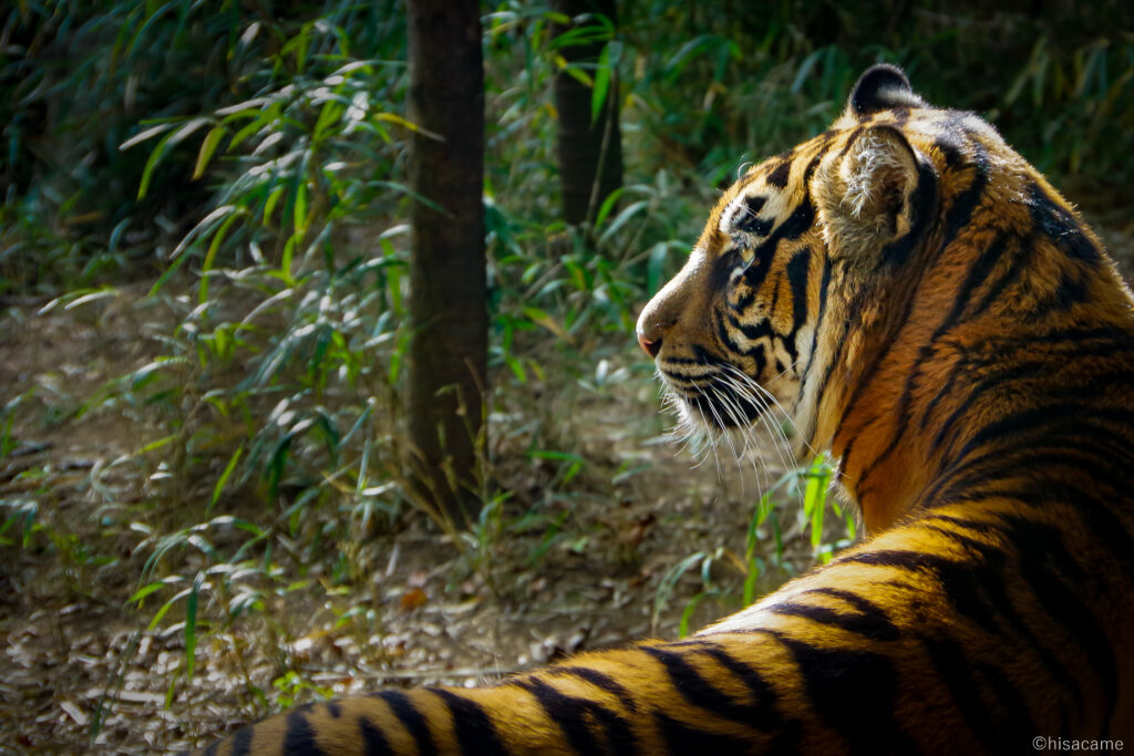 『その地を治める者』
虎が纏う王者のオーラと、どこか寂しそうにも見える視線が織りなす物語。