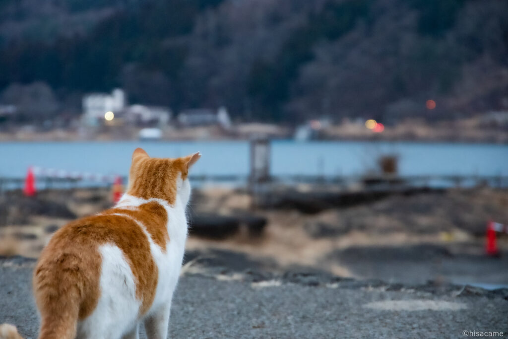 『ぼくの物語』
幼さと頼もしさが半々の背中と、未来を真っ直ぐに見つめる強さ。
いずれ旅立ち、成長し、ひと回りたくましくなった姿を見せるのが生き物としての人生。