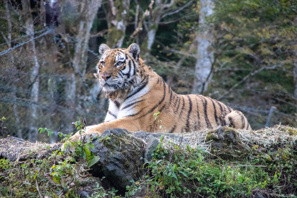 『王者』
周りを俯瞰する虎の精悍さ。
※精悍-せいかん-
鋭さや力強さがあること。
