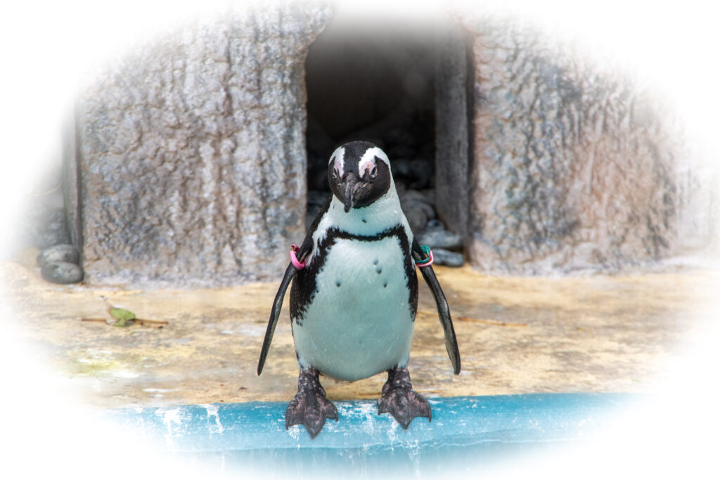 『挑戦と挫折』
走り、転び、また起き上がって走る。
それを繰り返した先には、新しい景色が広がっていることだろう。